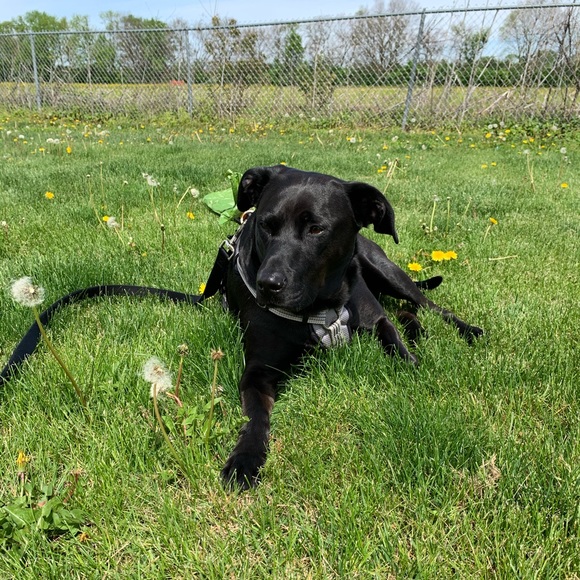 Meet your Posher, Curly and Olive - Picture 2 of 7